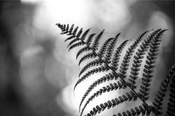 A fern displaying flexibility and scalability